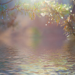 closeup pine tree branch reflected in the water