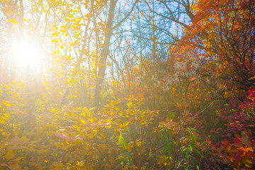 autumn forest glade covered by red dry leaves in light of sparkle sun