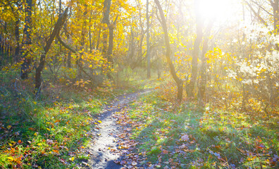 autumn forest glade with small ground road covered by red dry leaves in light of sparkle sun