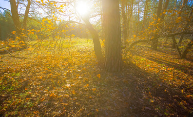 autumn forest glade covered by red dry leaves in light of sparkle sun