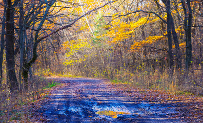 ground road with water puddle among forest glade covered by red dry leaves