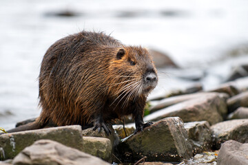 nutria perched