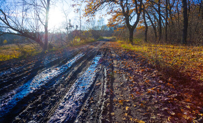 ground road with water puddle among forest glade covered by red dry leaves in light of sparkle sun
