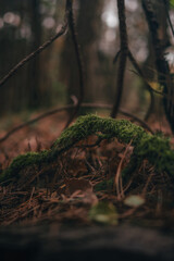 moss in the wood in autumn forest