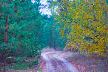 ground road among forest glade covered by red dry leaves,  beautiful autumn  forest scene