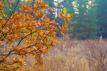 closeup red dry oak tree branch in the autumn forest