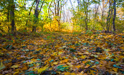 beautiful autumn forest glade covered by red dry leaves, seasonal natural landscape