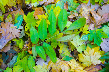 closeup heap of red dry autumn leaves on the ground, beautiful natural seasonal background