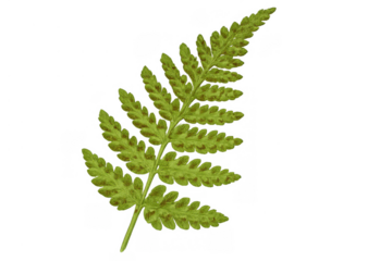 Green fern frond with sori, botanical illustration of pteridium aquilinum on transparent background