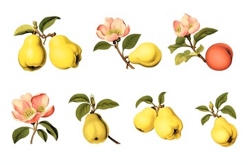 Collection of vintage botanical illustrations of pears and flowers