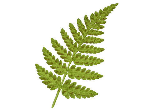 Green fern frond with sori, botanical illustration of pteridium aquilinum on transparent background