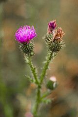 Pink flower cactus in summer on field 
