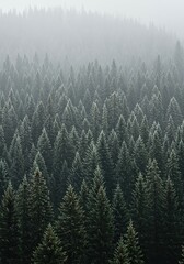 A dense evergreen forest experiencing cold, atmospheric weather, with a touch of mist or frost, highlighting the resilience of nature ,foggy ,scenic ,snowy