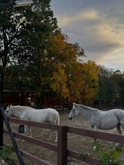 Obraz premium Two white horses standing behind a wooden fence in an outdoor paddock surrounded by autumn trees at sunset. 