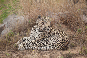 Leopard, turning and looking over its shoulder to the right, in golden grass, in Africa