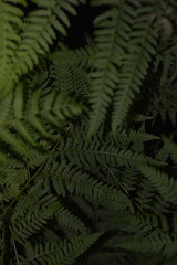 calm fern leaves under gentle lighting, tranquil botanical textures with subtle dew and deep shadows