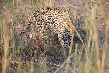 Leopard in the grass staring at the camera like a predator