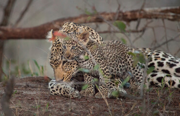 A baby leopard blends in with its mom, its spots camouflaging it