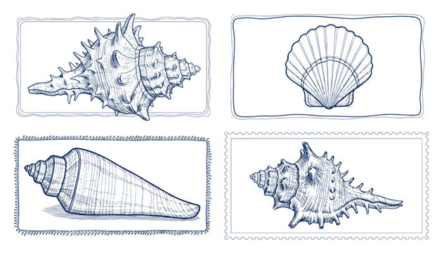 Set of Vintage Hand Drawn Seashells in Sketchy Frames Vector Nautical Engraving Style Illustrations