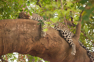 Sleepy leopard in a tree in Africa