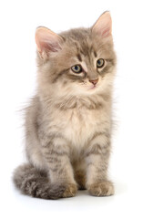 Obraz premium Cute gray fluffy kitten sitting isolated on white background