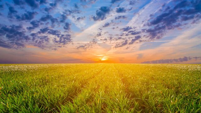 summer green prairie with grass at the dramatic sunset, beautiful rural outdoor time lapse scene