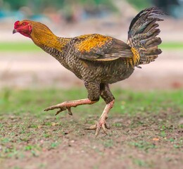 Large free-range giant rooster of the Indian fighting cock breed.