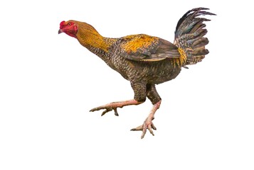 Large free-range giant rooster of the Indian fighting cock breed.
