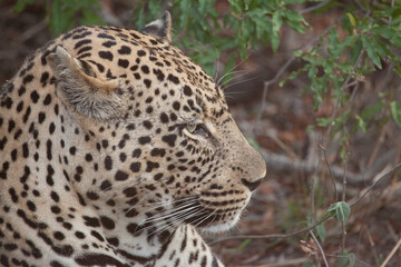 Close up of a leopard's face in Africa