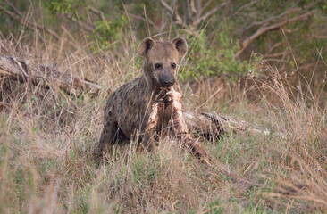 Spotted Hyena chewing on a cape buffalo leg 