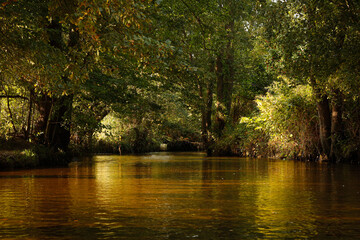 ruhiger Flusslauf mitten im Grünen zwischen Bäumen und Sträuchern mit einfallendem Sonnenlicht und Wasserspiegelung 