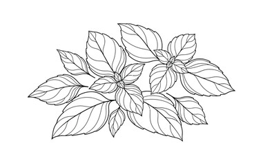 A detailed line drawing of fresh basil leaves, showcasing its botanical structure and culinary appeal.