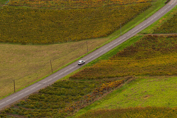 An aerial panorama view of row of vineyard in French alps in Savoie region with road while car passing, surrounded with golden color trees and nature during autumn.