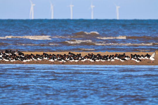 Group of Oystercatchers on the beach, sand bank with sea waves, lovely sea view