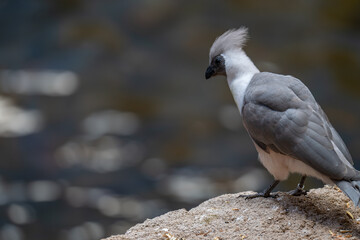 Elegant Bare-faced Go-away-bird with Beautiful Bokeh Background