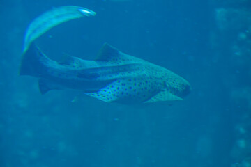 Naklejka premium Mysterious Spotted Shark Gliding Through Deep Blue Water