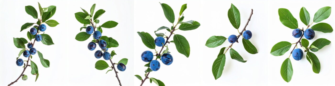 Blackthorn sloe berries branches set, green leaves and blue drupes on white background, Prunus spinosa fruit collection