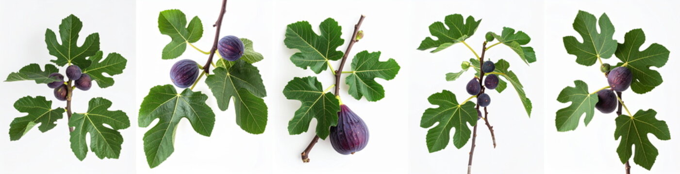 Fig tree branches with green leaves and ripe purple fruits on a bright white background, illustrating healthy and natural food