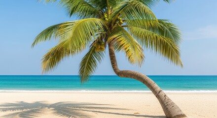 Obraz premium Leaning Palm Tree on Sandy Beach with Turquoise Ocean View.