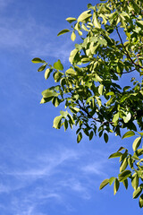 PAISAJE CIELO AZUL NATURALEZA AIRE LIBRE PPRADO JARD&Iacute;N 