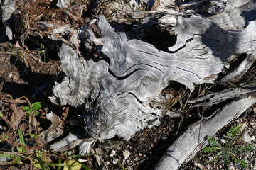 Weathered and gnarled wood . Trunk .  Vewrwittertes knorriges Holz . Baumstamm