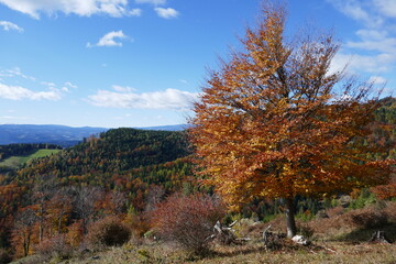 Autumn landscape . Herbstlandschaft