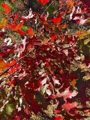 red autumn leaves