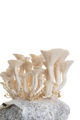 Close up of Oyster Mushroom's Cap Membranes