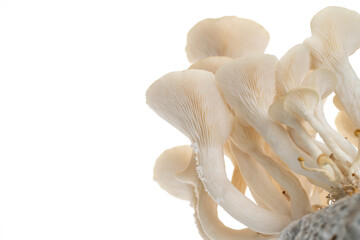 Close up of Oyster Mushroom's Cap Membranes