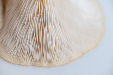 Close up of Oyster Mushroom's Cap Membranes