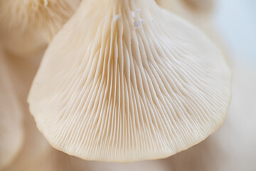 Close up of Oyster Mushroom's Cap Membranes