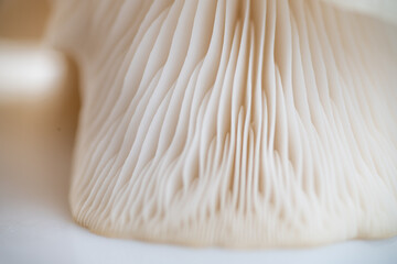 Close up of Oyster Mushroom's Cap Membranes