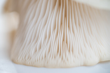 Close up of Oyster Mushroom's Cap Membranes