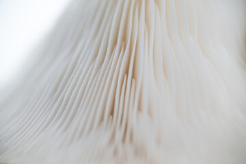 Close up of Oyster Mushroom's Cap Membranes